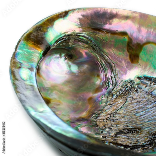 Abalone shell photo