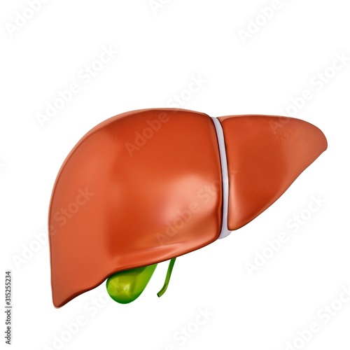 Liver and gall bladder, illustration photo