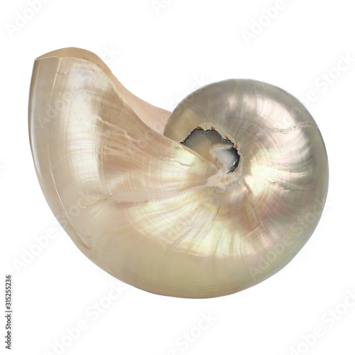 Polished chambered nautilus shell photo