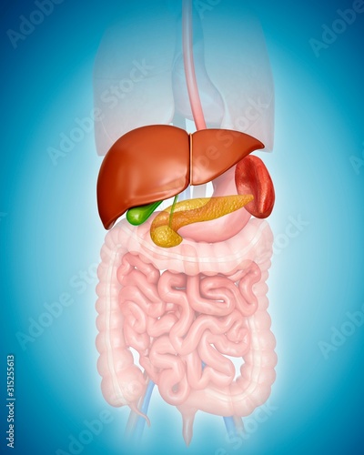 Liver, pancreas, gall bladder and spleen photo