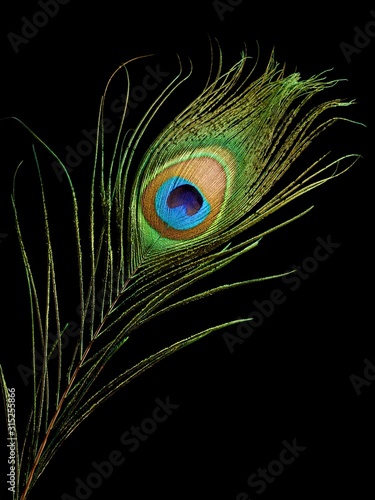 Peacock feather photo