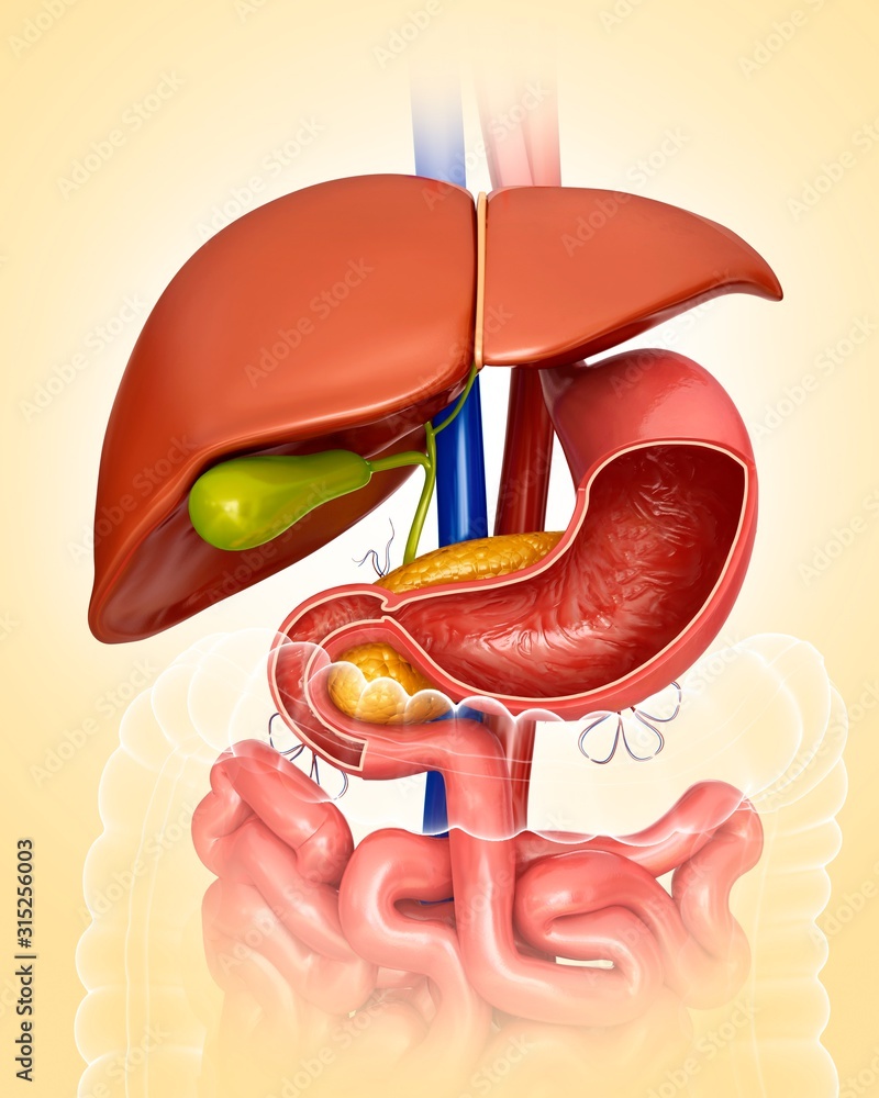 Liver and stomach, illustration Stock Photo | Adobe Stock