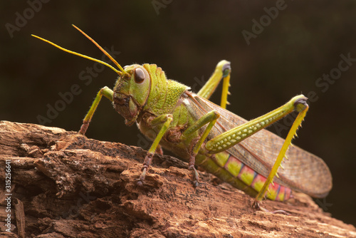 Giant grasshopper