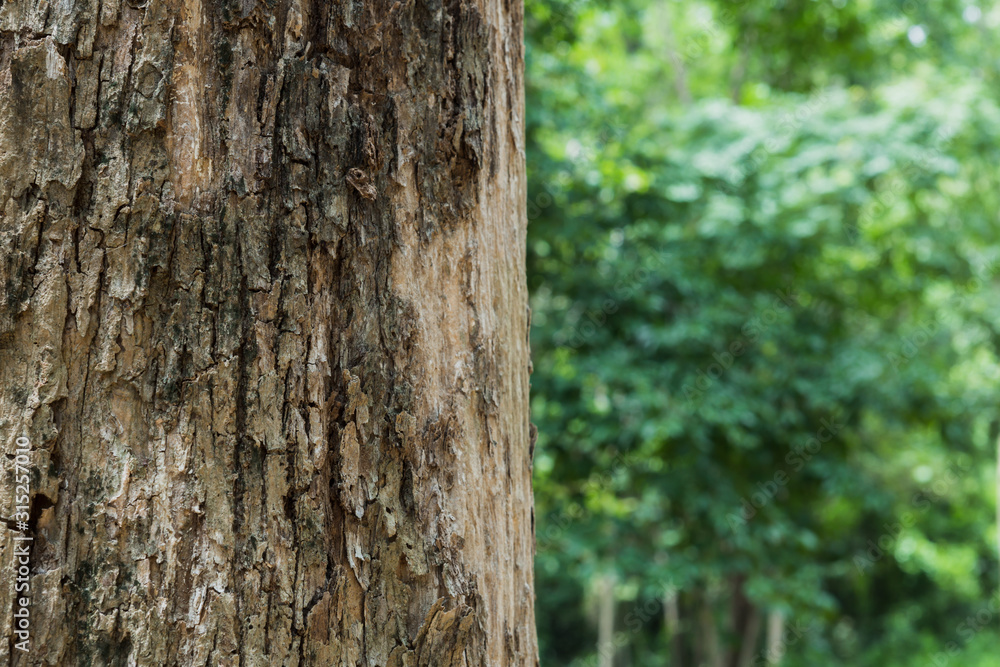 tree in the forest with blurred background tree in the forest with blurred background