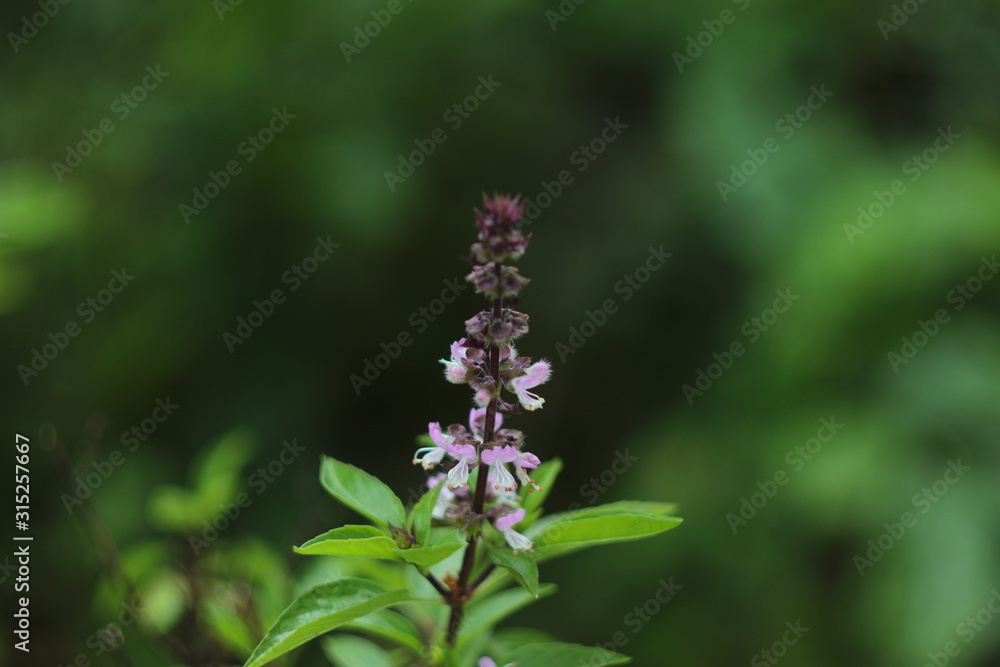 Thai Basil Thai Basil