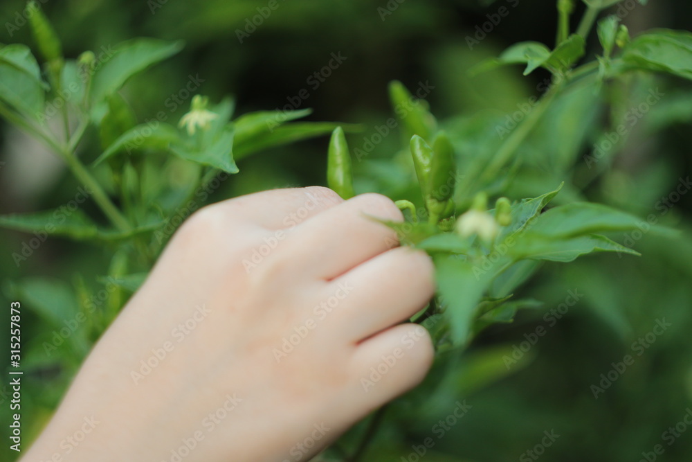 hands holding a plant hands holding a plant