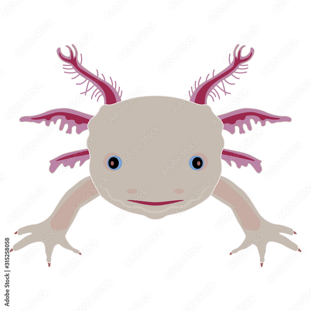 Isolated vector illustration. Stylized funny face of axolotl. Mexican  walking fish. Neotenic fire salamander. Flat cartoon style. Stock Vector |  Adobe Stock