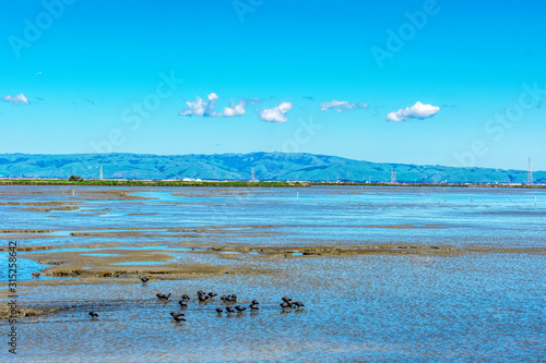 Flock of American Coot birds wading and feeding in the mud of shallow salt marsh, during low tide at Don Edwards San Francisco Bay National Wildlife Refuge photo