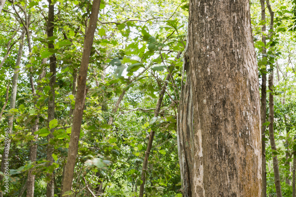 Teak tree in the forest