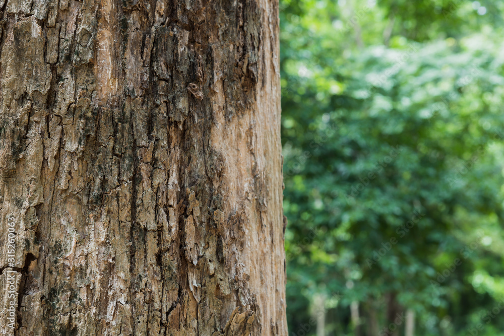 Teak tree in the forest with blurred background Teak tree in the forest with blurred background