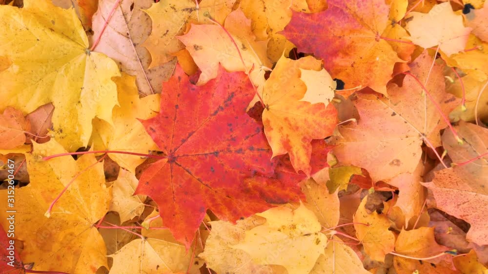 Closer look of the yellow maple leaves on the ground Closer look of the yellow maple leaves on the ground