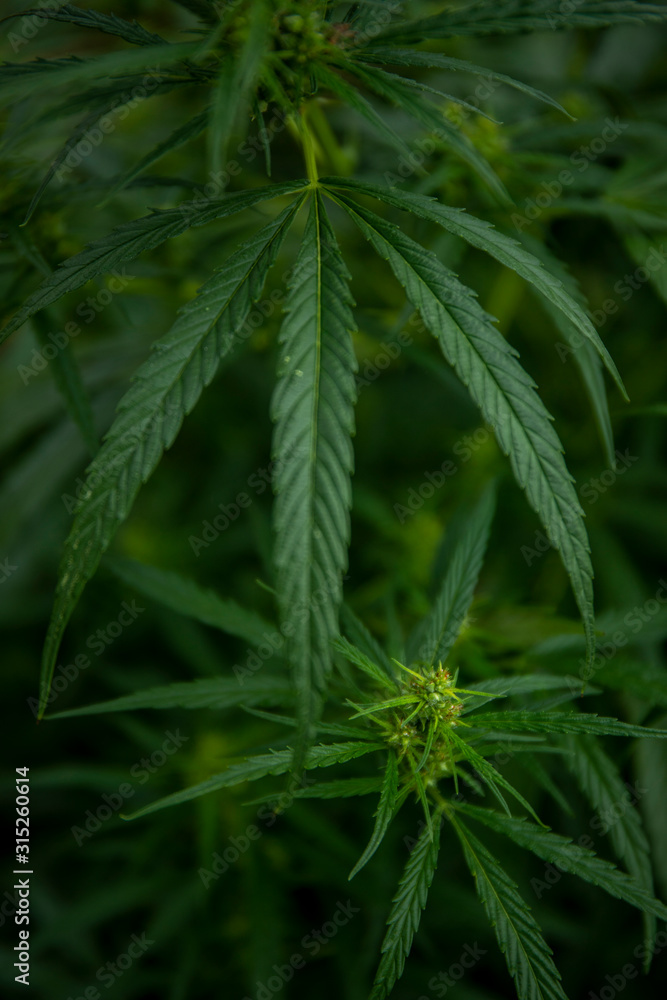 Weed Leaf Weed Leaf