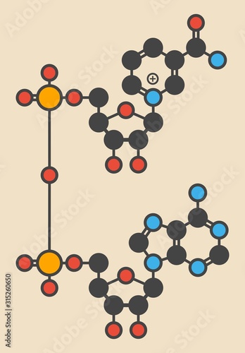 Nicotinamide molecule photo