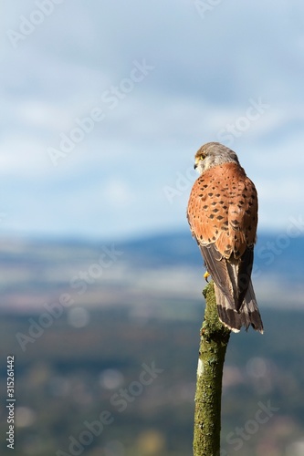 Eurasian Kestrel