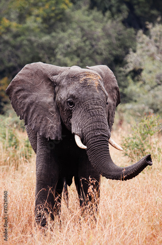 African Elephants in golden grass field in Grumeti reserve  Serengeti Savanna forest