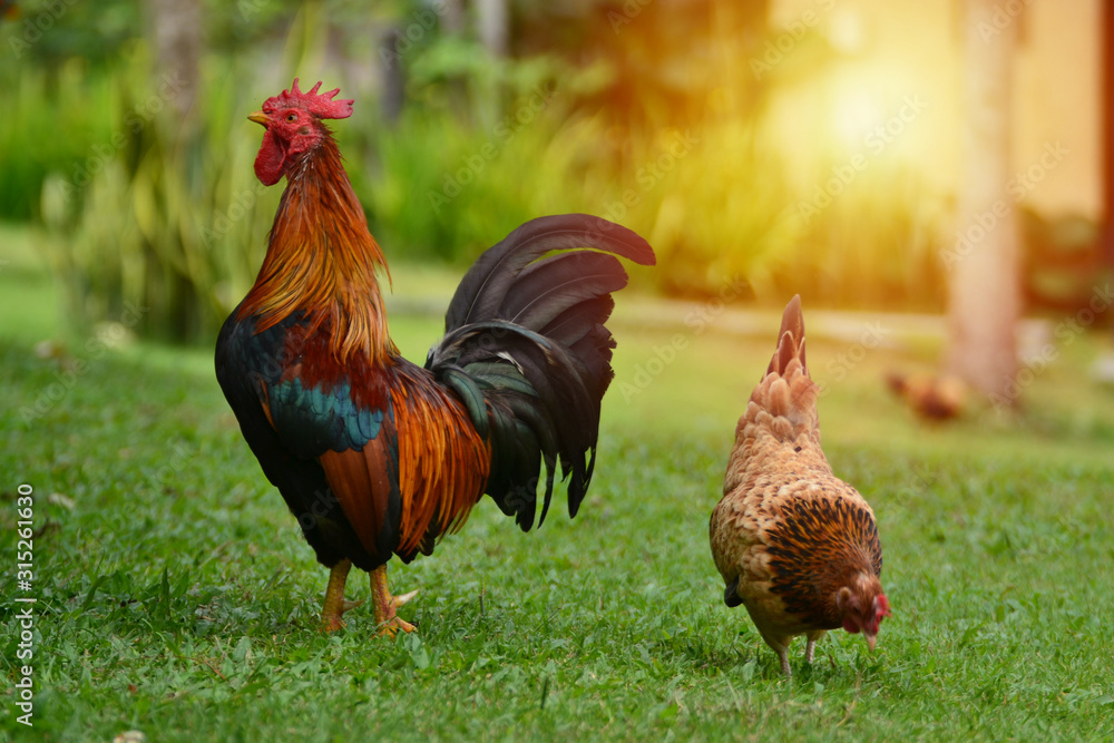 Fototapeta premium Two chickens for food in the grass