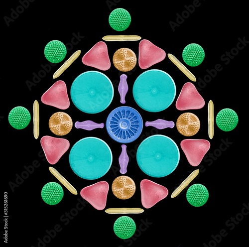 Diatoms and radiolaria, SEM photo