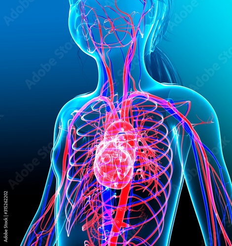 Human cardiovascular system, illustration photo