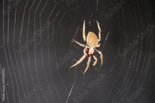 Spider on web at night