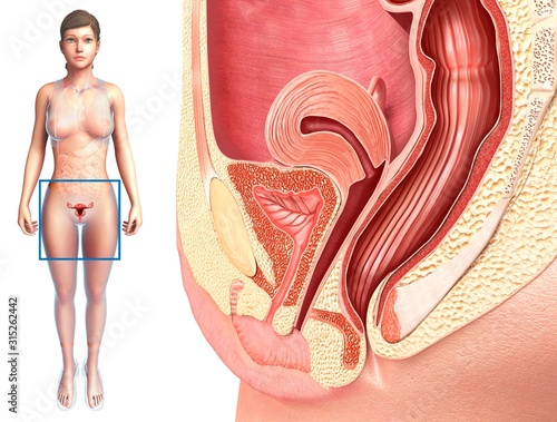 Female reproductive system, illustration