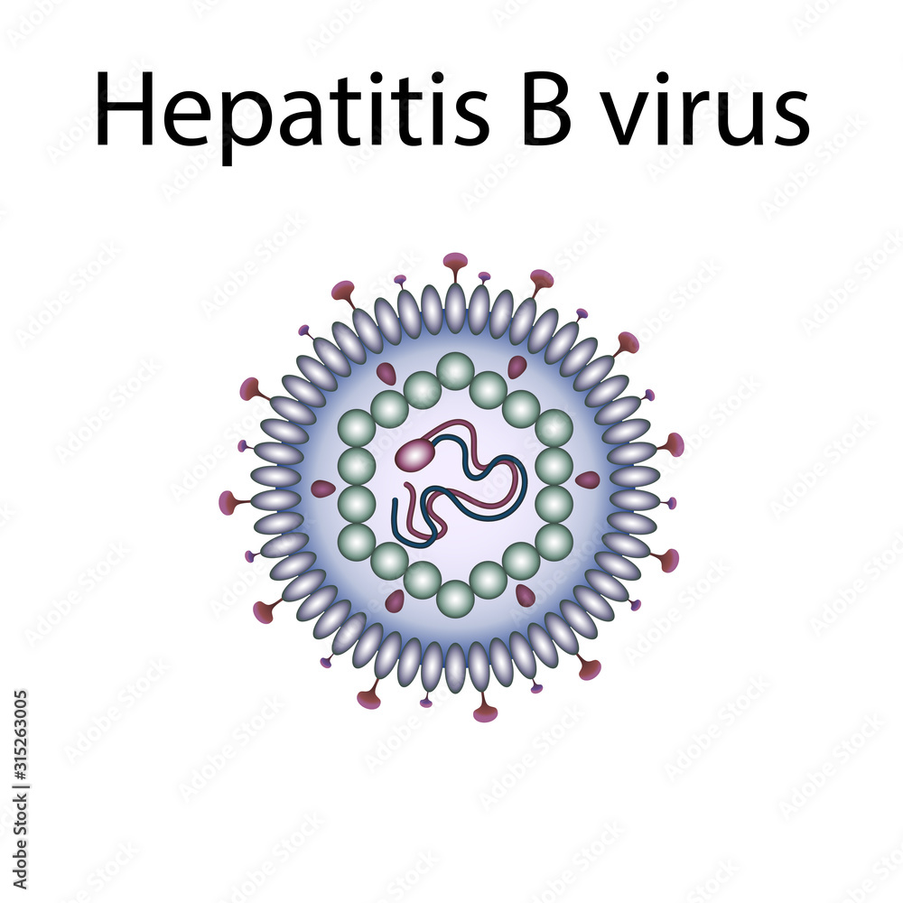 Fototapeta premium Hepatitis B virus. Liver inflammation. Medical anatomy illustration.