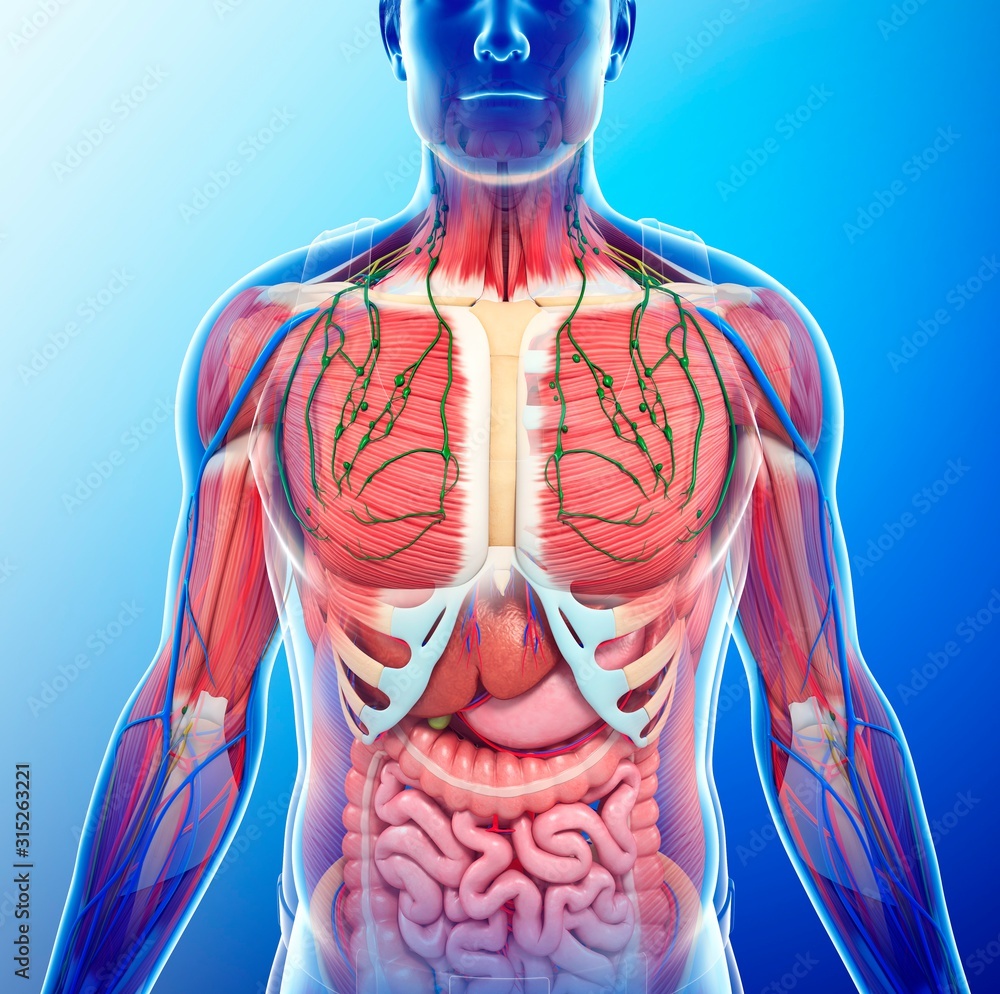 Human internal anatomy, illustration Stock Photo Biology Diagrams