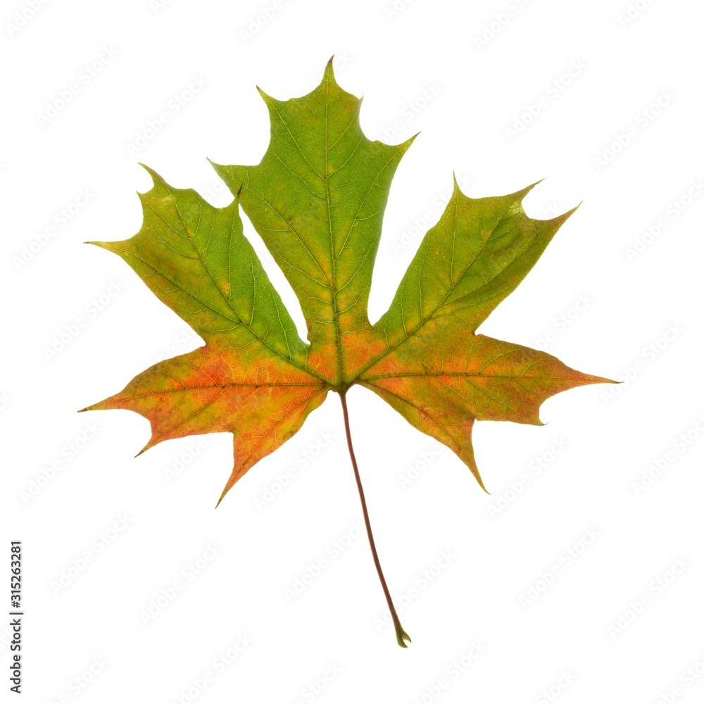 Sycamore leaf Sycamore leaf