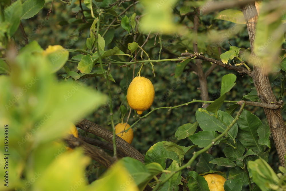 fresh growth leaf covered ripe juicy lemon hanging on a home grown backyard lemon tree, Victoria, Australia fresh growth leaf covered ripe juicy lemon hanging on a home grown backyard lemon tree, Victoria, Australia