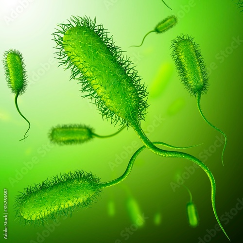 E coli bacteria, illustration photo