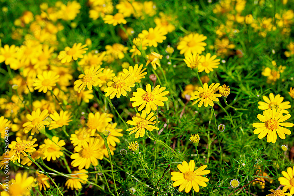 Fresh yellow singapore daisy flowers field blooming in nature outdoor garden green leaf background Fresh yellow singapore daisy flowers field blooming in nature outdoor garden green leaf background