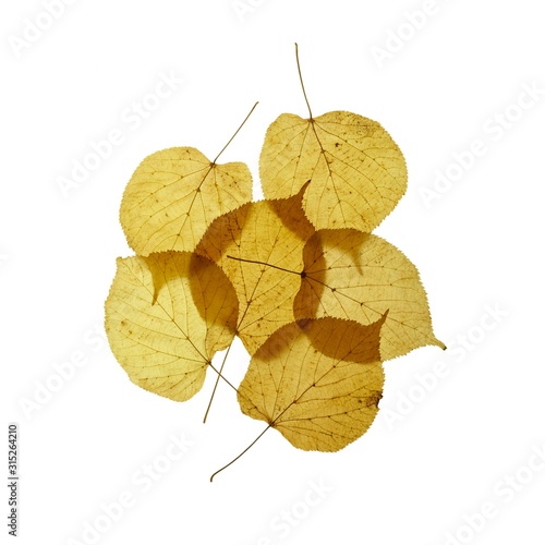 Lime tree leaves