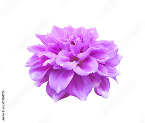 Purple dahlia flowers petal patterns blooming isolated on white  background and clipping path