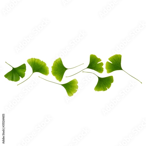 Maidenhair leaves photo