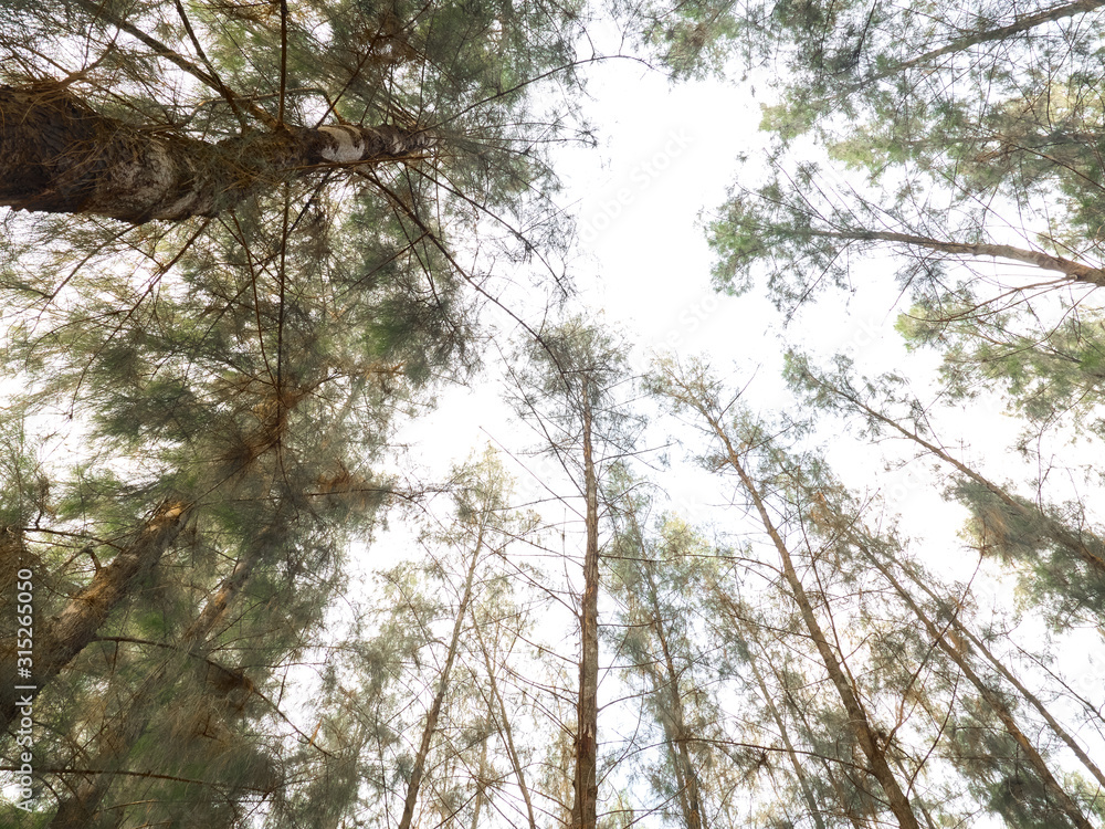 Obraz premium a beautiful pine tree in Asia