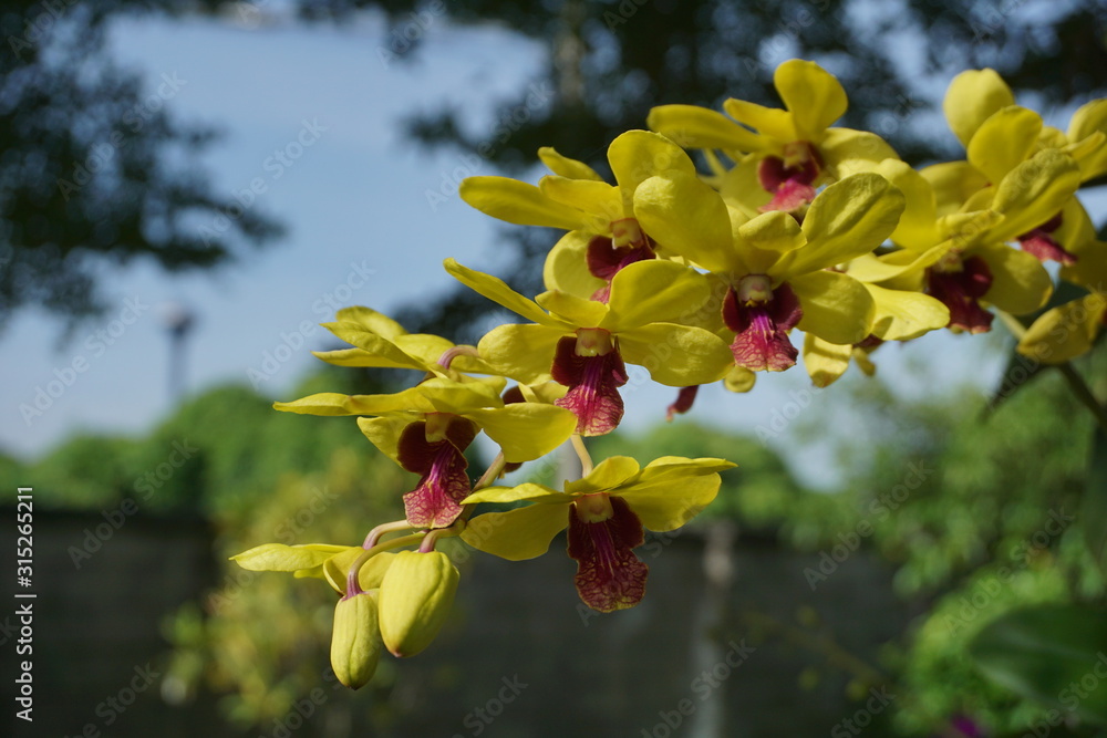 yellow flowers in the garden yellow flowers in the garden