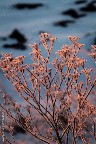Frozen shrub in the rays of the rising sun.