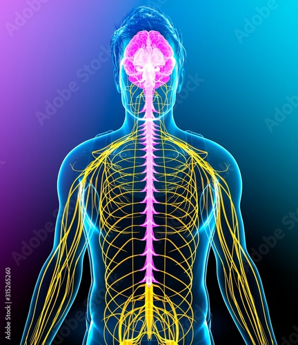 Male nervous system, illustration