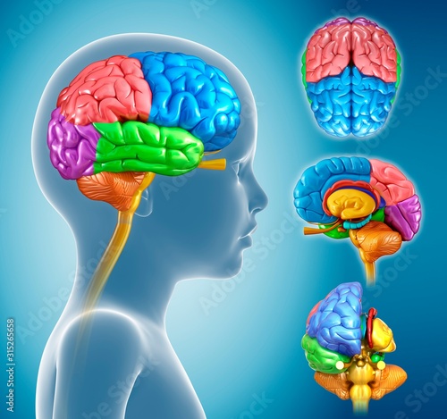 Brain anatomy, illustration photo