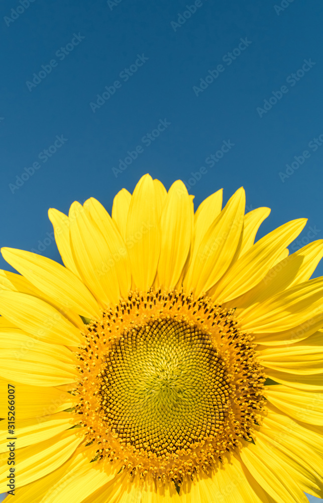 Naklejka premium a beautiful sunflowers in the blue sky