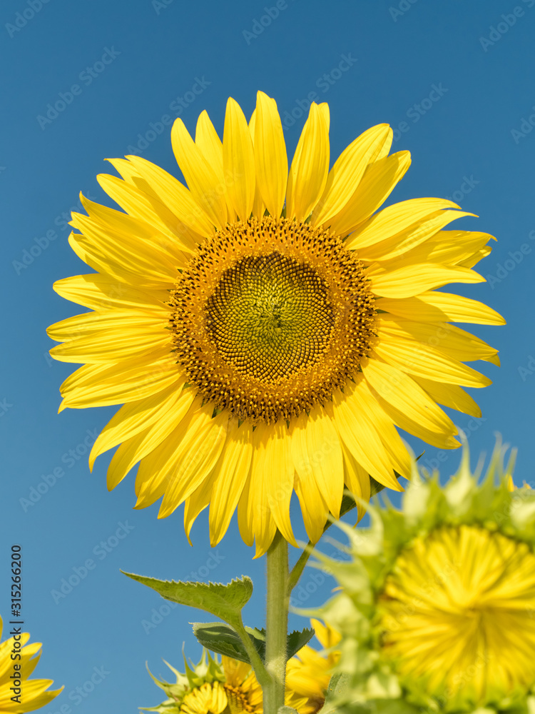 a beautiful sunflowers in the blue sky a beautiful sunflowers in the blue sky