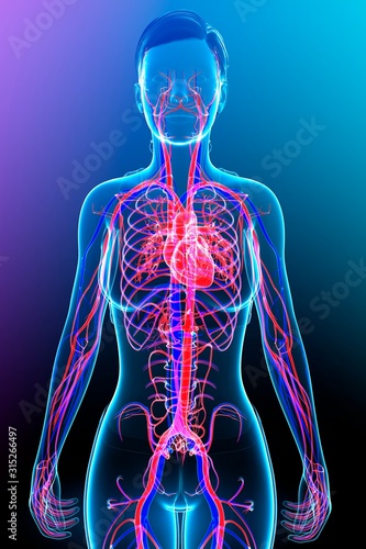 Female circulatory system, illustration