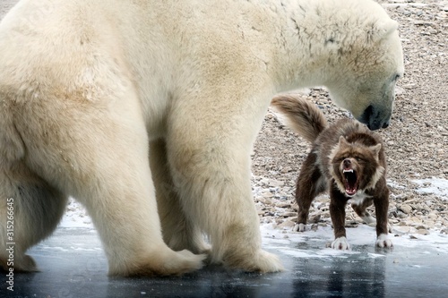 Polar bear and dog