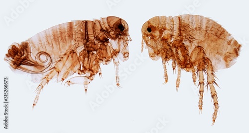 Human fleas, LM photo