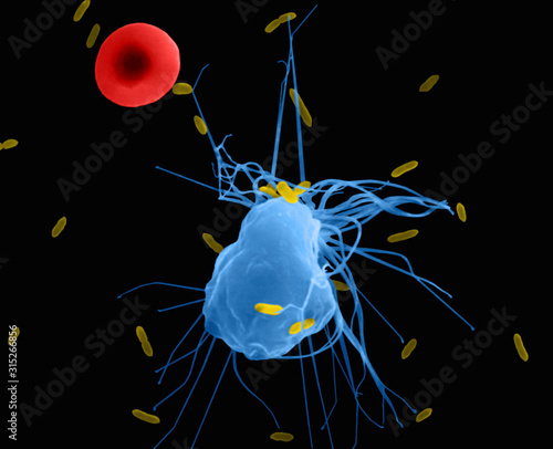 Alveolar macrophage phagocytosis of E. coli, SEM photo