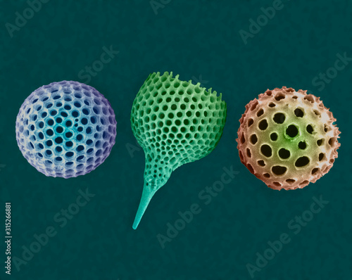 Radiolarian tests, SEM