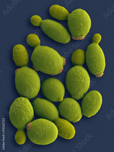 Methylotrophic yeast (Komagataella phaffii), SEM