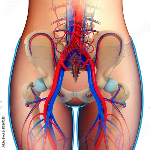 Female pelvic blood vessels, illustration photo