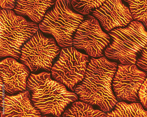 Wild mustard petal (Brassica sp.), SEM