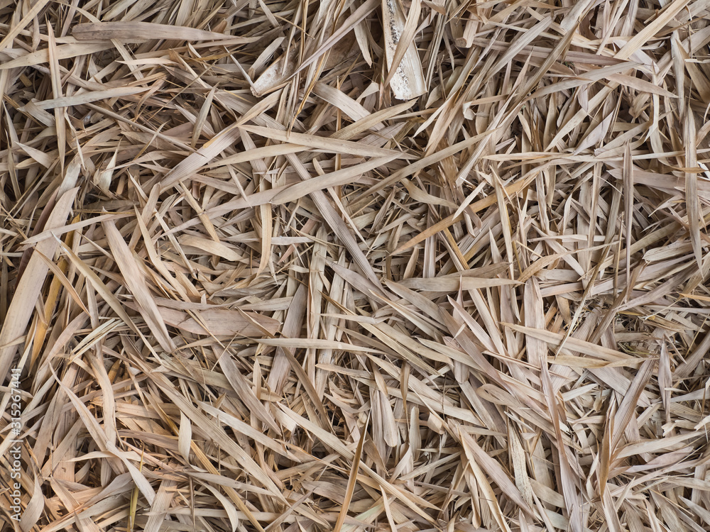 Bamboo can be used for all parts to have many benefits Bamboo can be used for all parts to have many benefits