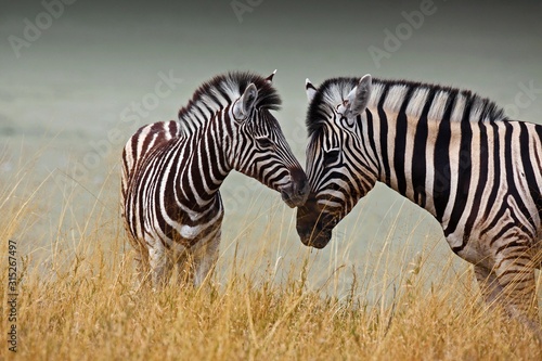 Mother and baby zebra photo